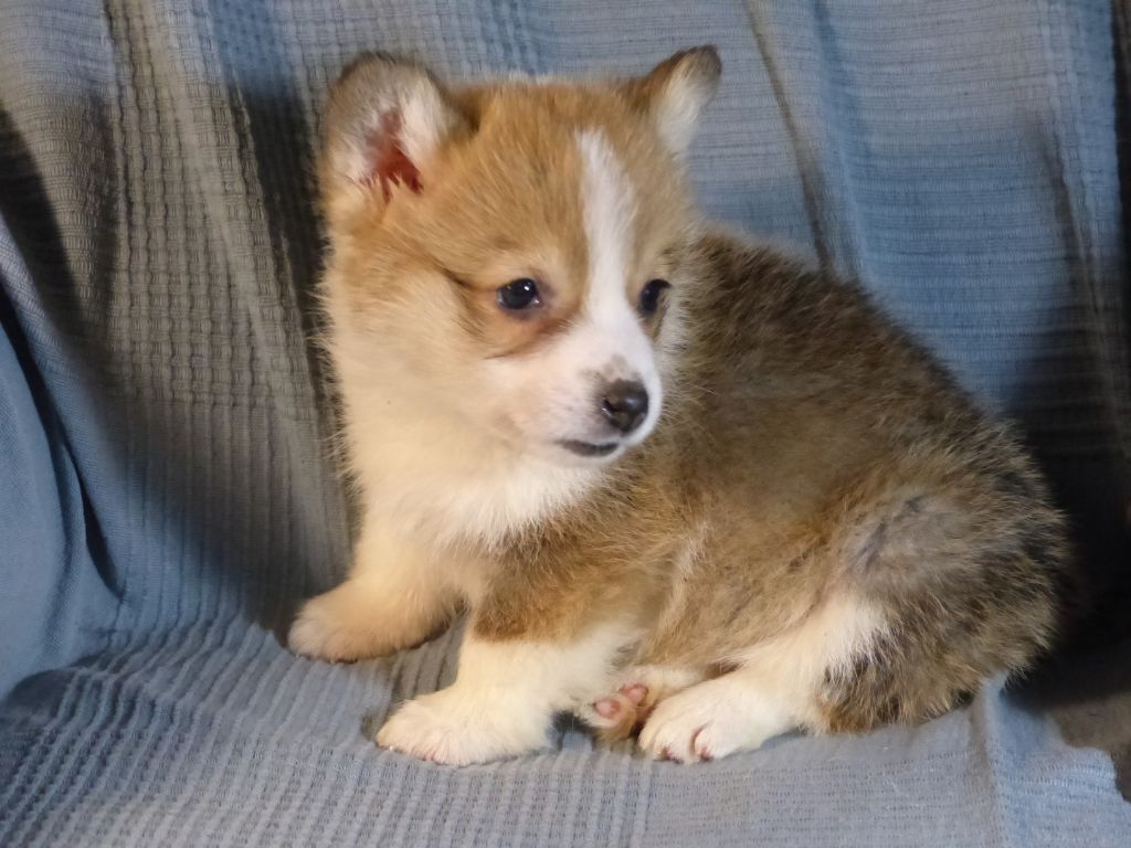 Fabienne Blin - Chiot disponible  - Welsh Corgi Pembroke