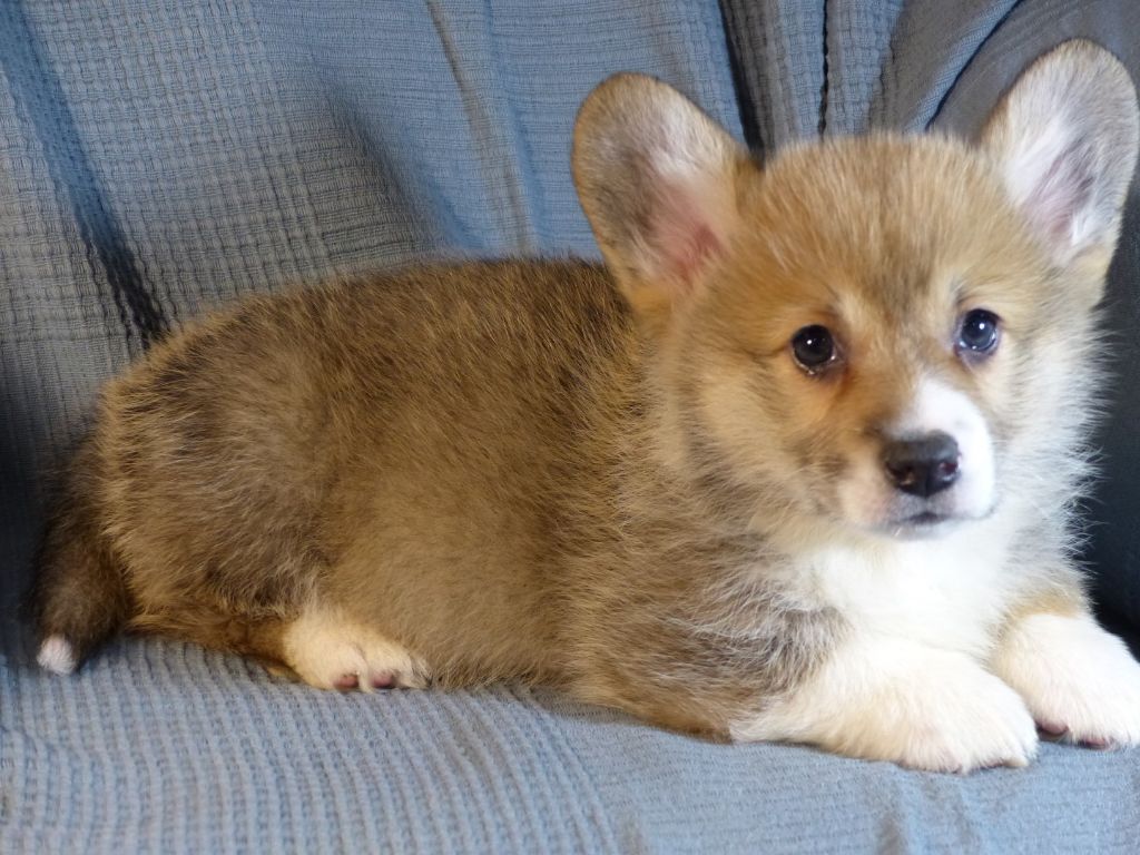 Fabienne Blin - Chiot disponible  - Welsh Corgi Pembroke